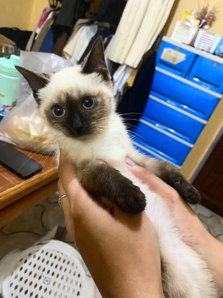 justine's cat bubu