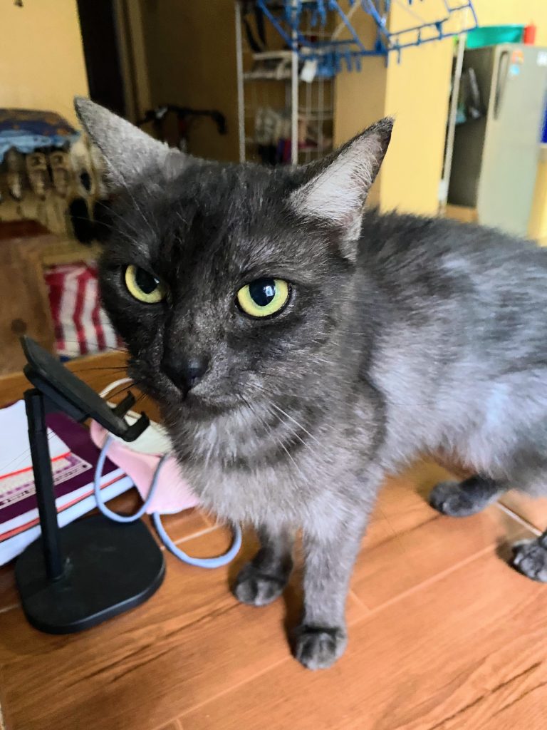 justine's cat lucy